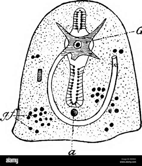 Hemichordata Anatomy