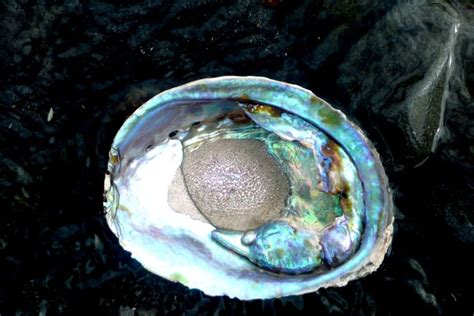 Abalone Pearl: Meaning, Properties, Benefits You Should Know