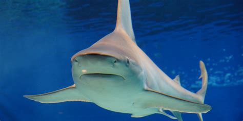 Ancient sharks were cannibals, according to scientists - Business Insider