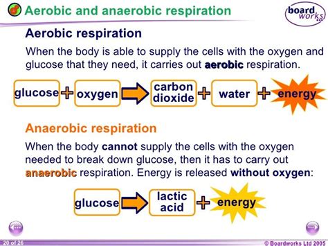 Word Equation For Aerobic Respiration Science - Tessshebaylo