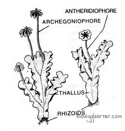 Structure of Marchantia with Diagram