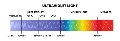 Black Light vs UV Light: What's the Difference Between Them?