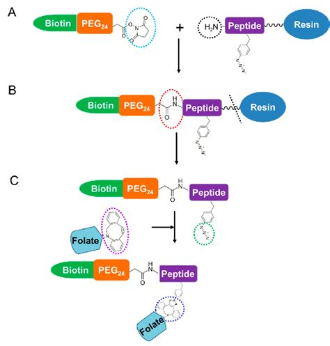 Synthesis procedure for peptide conjugates. (A) N-terminal peptide... | Download Scientific Diagram