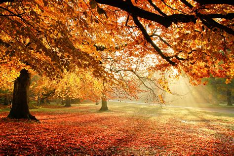 Autumn Sun Rays Wallpapers - Wallpaper Cave