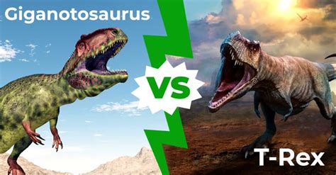 Giganotosaurus vs T-Rex: Who Would Win in a Fight? - IMP WORLD