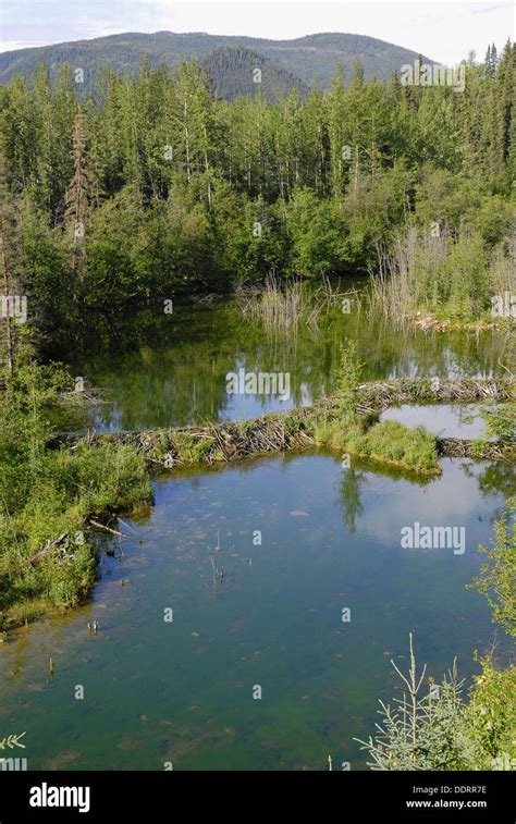 Beaver Dam Construction Near Hinton Alberta Canada Canadian Rockies Canadian Rocky Mountains ...