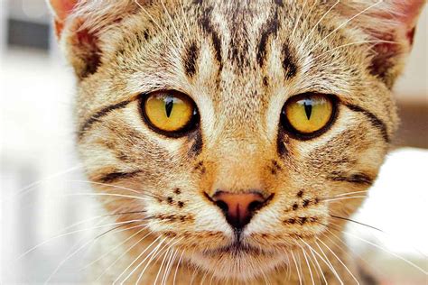 Why Does my Cat Do the Things it Does? Cat B… | Flipboard