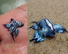 Glaucus atlanticus - Wikipedia