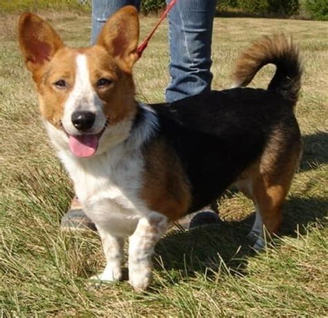 Corgi Beagle Mix - Interesting Facts You Need to Know Now - PetDT