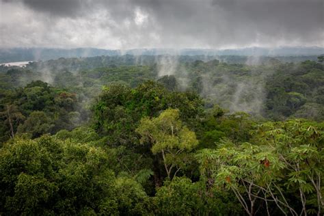 Konservasi Saja Tidak Cukup, Hutan Amazon Perlu Dipulihkan · Ninna.id