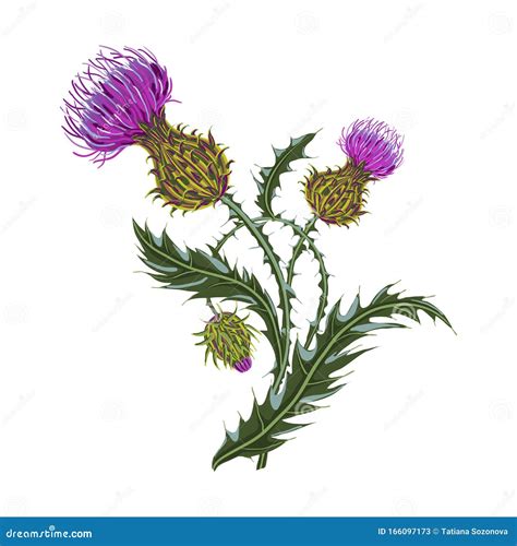 Thistle Flower And Ornament Round Leaf Thistle. The Symbol Of Scotland Vector Illustration ...