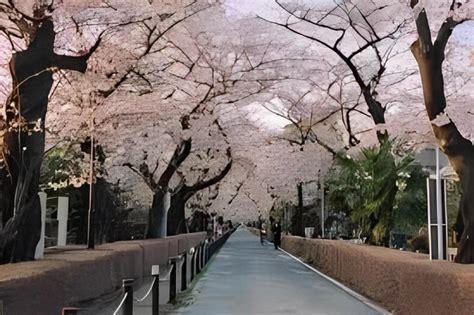 Top 15 Best Sakura Spots to visit in Japan - Spring in Japan