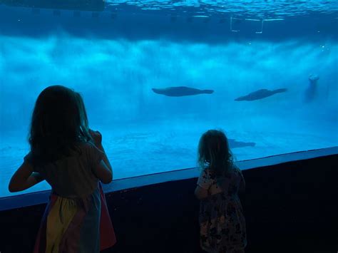 Worth the Trip: Mystic Aquarium Offers a Variety of Impressive Exhibits - Worcester Central Kids ...