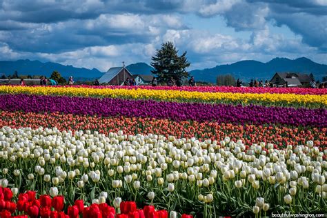 Skagit Valley Tulip Festival