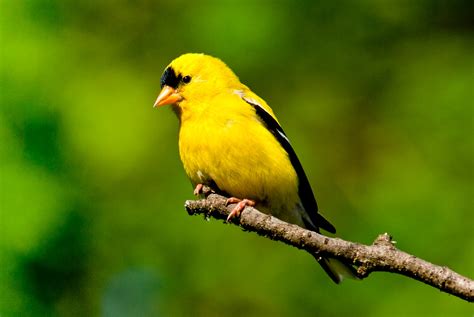 5 Yellow Backyard Birds You Should Know | Lyric Wild Bird Food