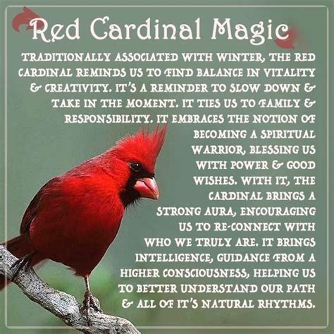 There Is Nothing To Fear And That: Cardinal Bird Symbolism