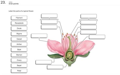 Label The Parts Of A Flower Diagram