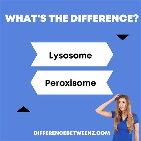 Difference between Lysosome and Peroxisome - Difference Betweenz