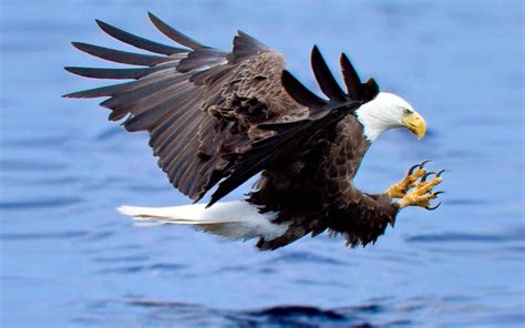 Free photo: Bald Eagle Hunting - Animal, Bald, Bird - Free Download - Jooinn