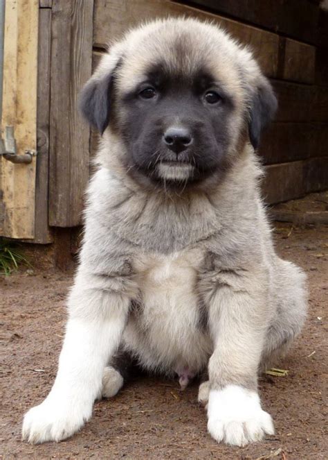 Central Anatolian Shepherd Dog Breed Information, Images, Characteristics, Health