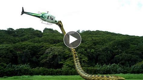 B1GGEST SNAKE EVER ! GIANT SNAKE ANACONDA ATTACKS A PLANE CAUGHT ON CAMERA “WORLD BIGGEST SNAKE ...