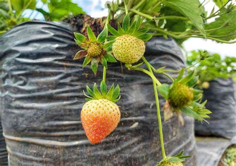 Complete Guide to Growing Strawberries in Grow Bags