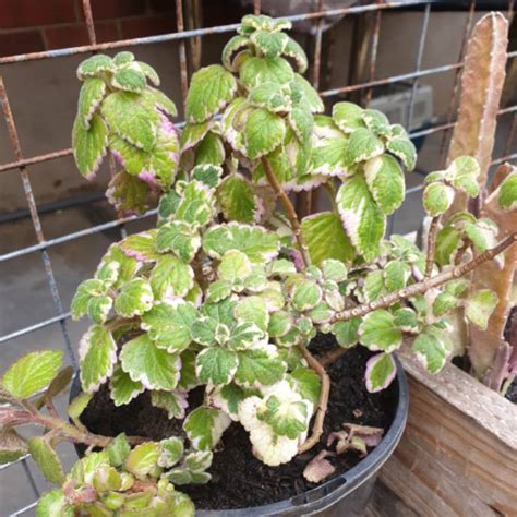 Coleus amboinicus 'Variegatus' syn. Plectranthus amboinicus 'Variegatus', Cuban Oregano ...