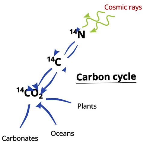 Carbon Dating: Principle, Methods, Examples, and Limitations