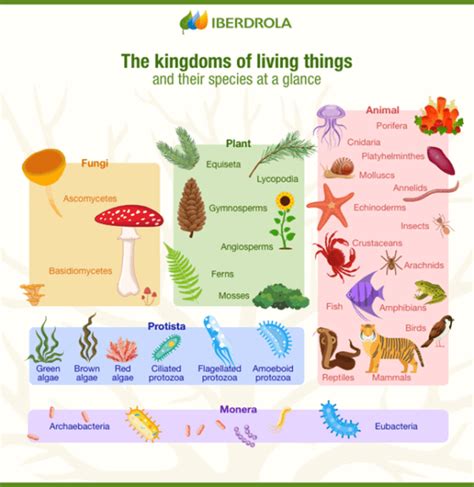 Classification system - Definition and Examples - Biology Online Dictionary