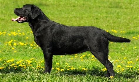 English Lab - Your Guide To The English Labrador Retriever (2022)