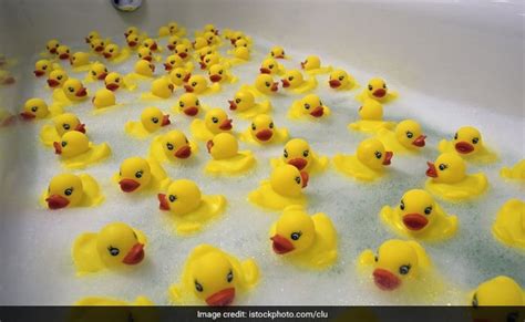 Ugly Ducklings: Should Rubber Ducks Be Banned From The Bath?