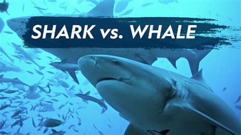 Shark vs Whale 2020 1080p WEBRip x264-RARBG - SoftArchive