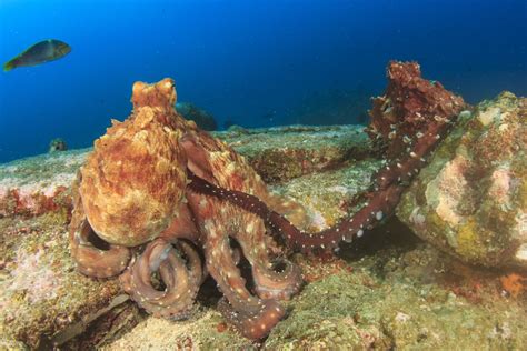 7 Clever Behaviors of Octopuses