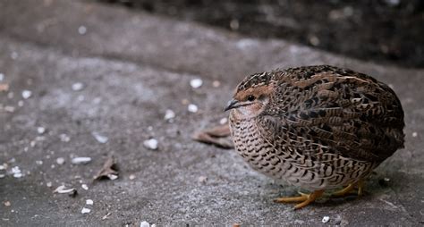 Burung Raja Puyuh Ilmu - Foto gratis di Pixabay