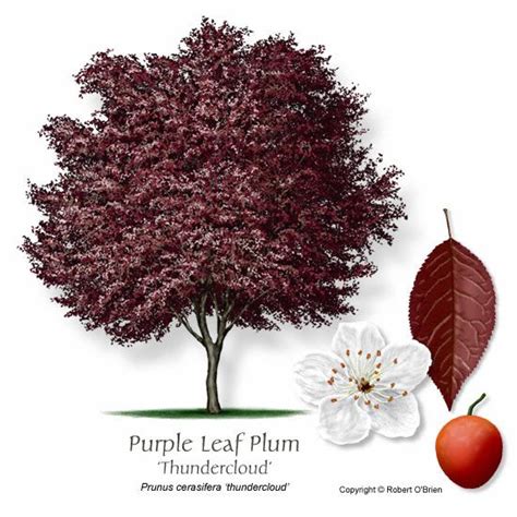 Top 10 purple leaf plum tree ideas and inspiration