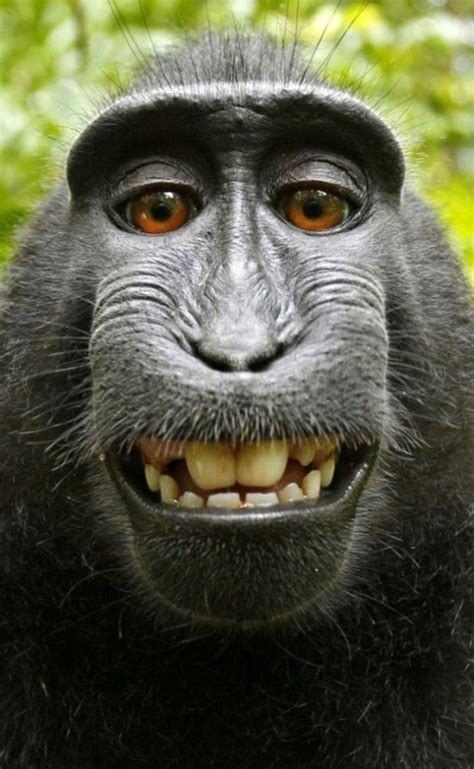 Monkey Smiling Meme