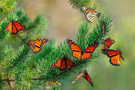 Monarch Butterfly Migration Is Simply Magical - Birds and Blooms