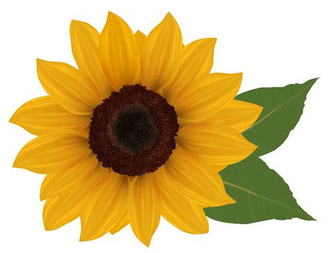 Download High Quality sunflower clip art border Transparent PNG Images - Art Prim clip arts 2019