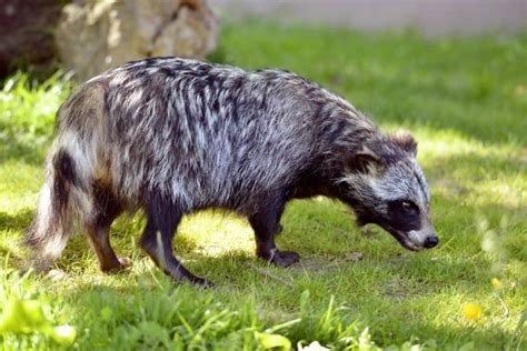 Raccoon Dog Vs Raccoon: What Are the Differences? - A-Z Animals