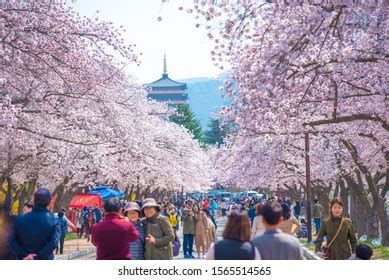 25 Gyeongju cherry blossom festival 2019 Images, Stock Photos & Vectors | Shutterstock