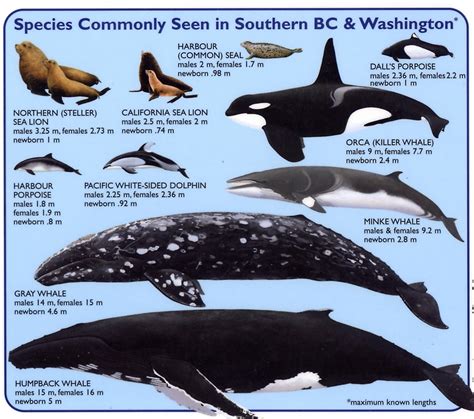 Discovering Mammals: Comparison