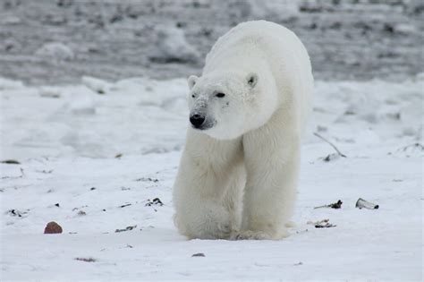 Are There Any Polar Bears in Iceland? - Go Look Explore