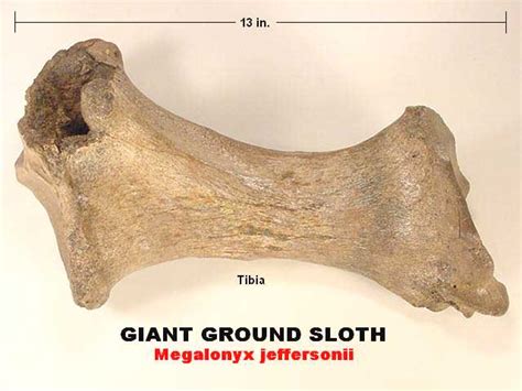 giant ground sloth fossil