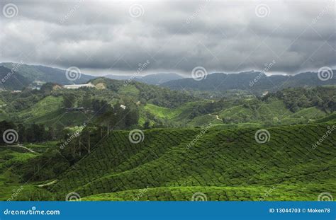 Tea plantation stock image. Image of mountain, environment - 13044703