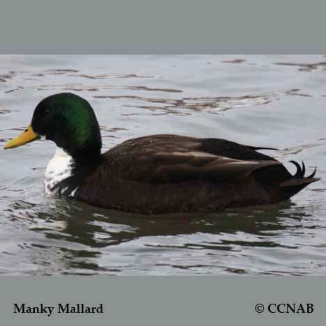 Manky Mallard (Anas platyrhynchos) - North American Domesticated Ducks ...