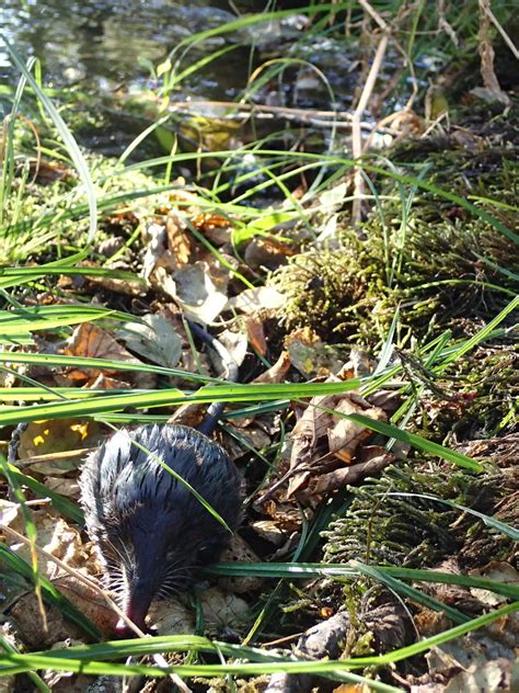 Pyrenean Desman is now Endangered – Small Mammals SG