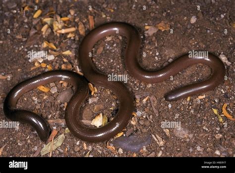 Worm snake hi-res stock photography and images - Alamy