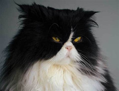 Persian Tuxedo Cats: The Most Fashionable Felines Worldwide - Cat Queries