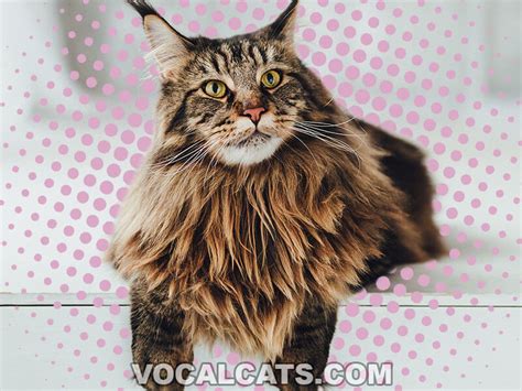 Brown Maine Coon: Complete Guide - Vocal Cats