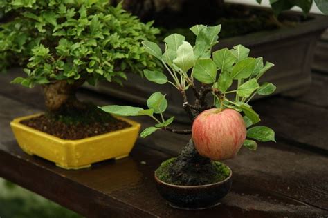 Bonsai apple tree growing a full sized apple : pics